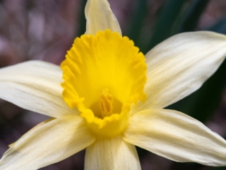 The Morton Arboretum
