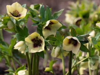 The Morton Arboretum