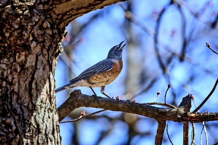 The Morton Arboretum