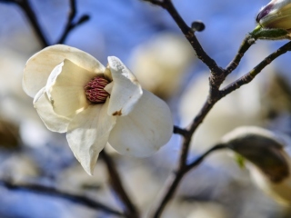 The Morton Arboretum