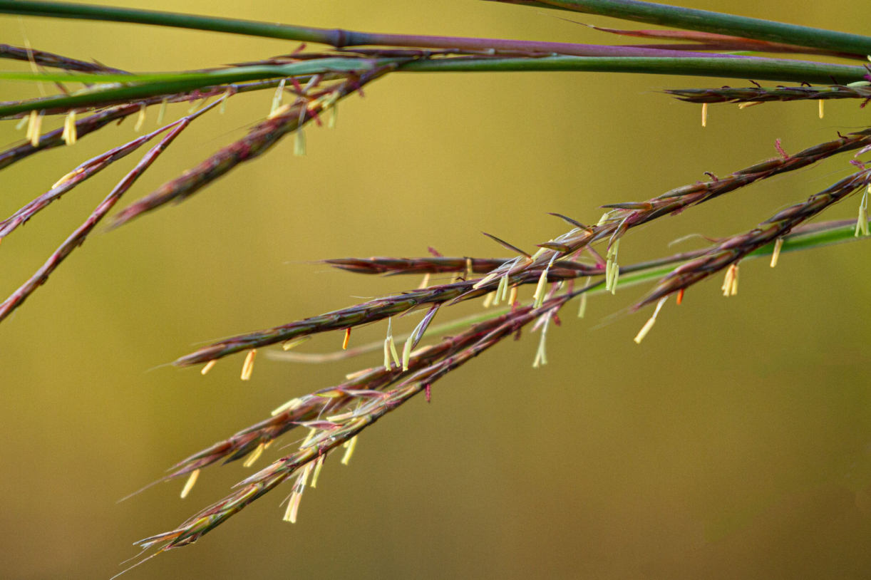 Photograph of the inflorescence of big bluestems