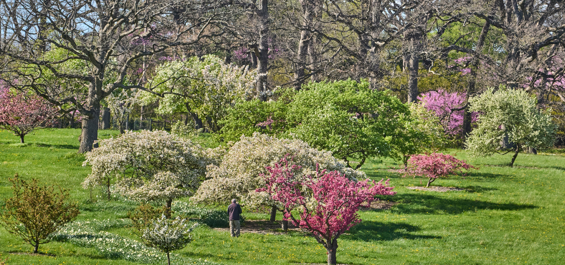A guest admires the blooms of a crabapple tree