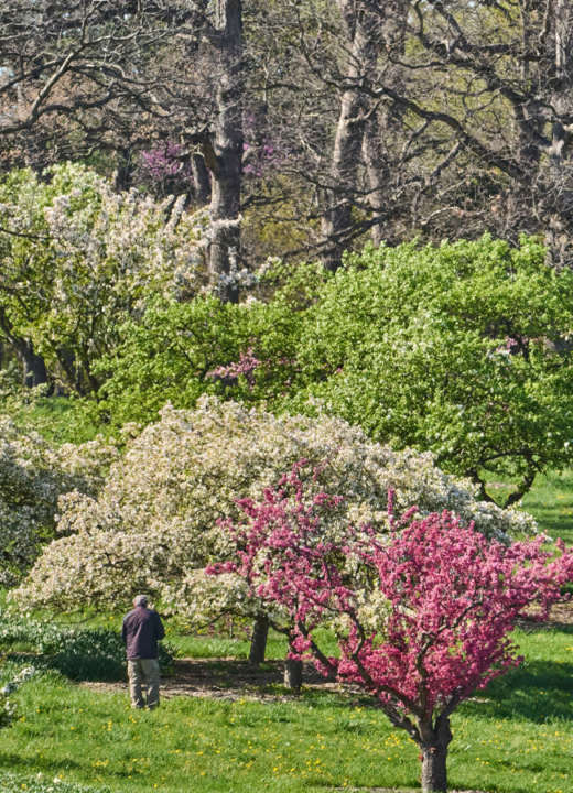 A guest admires the blooms of a crabapple tree