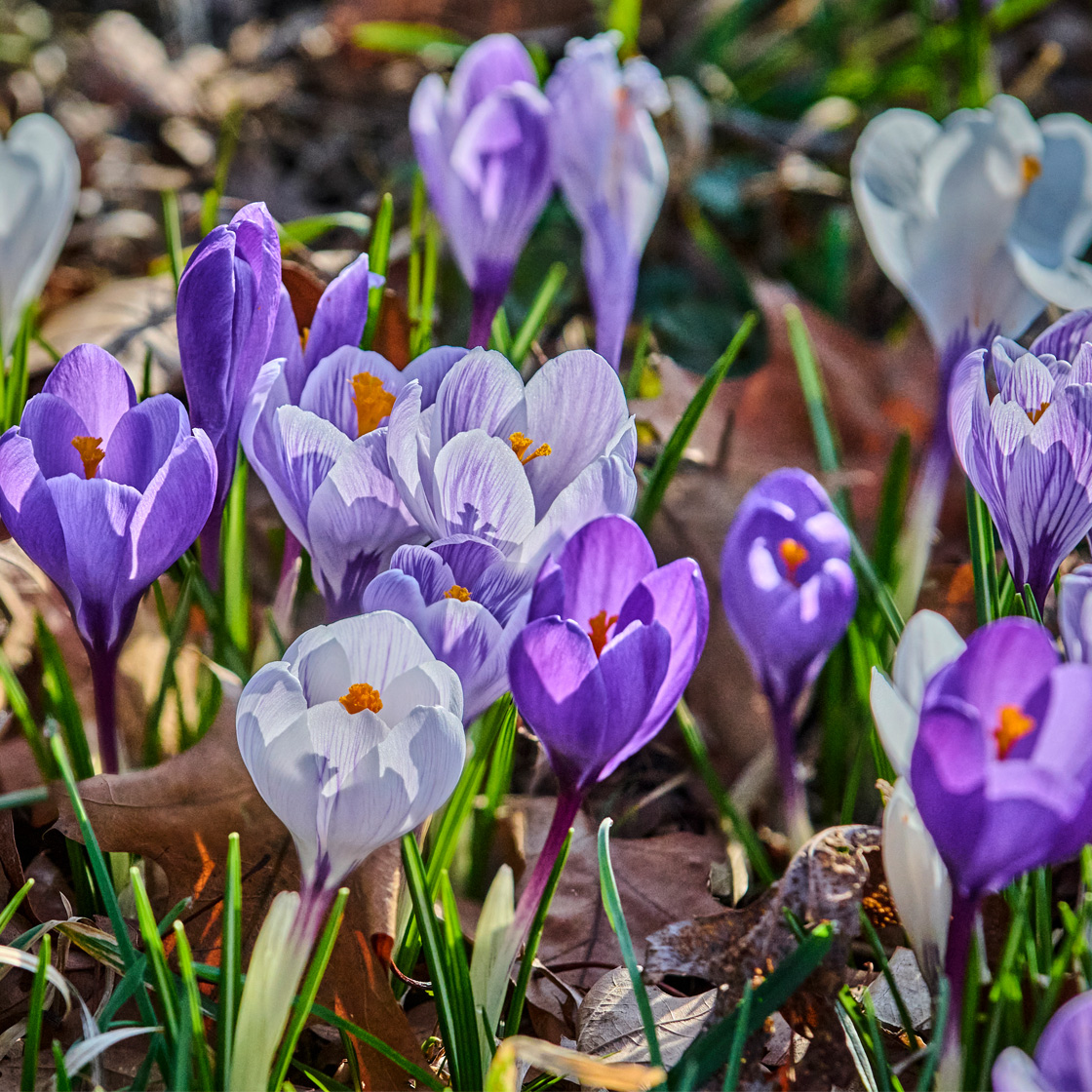 Crocuses dazzle in the spring sun