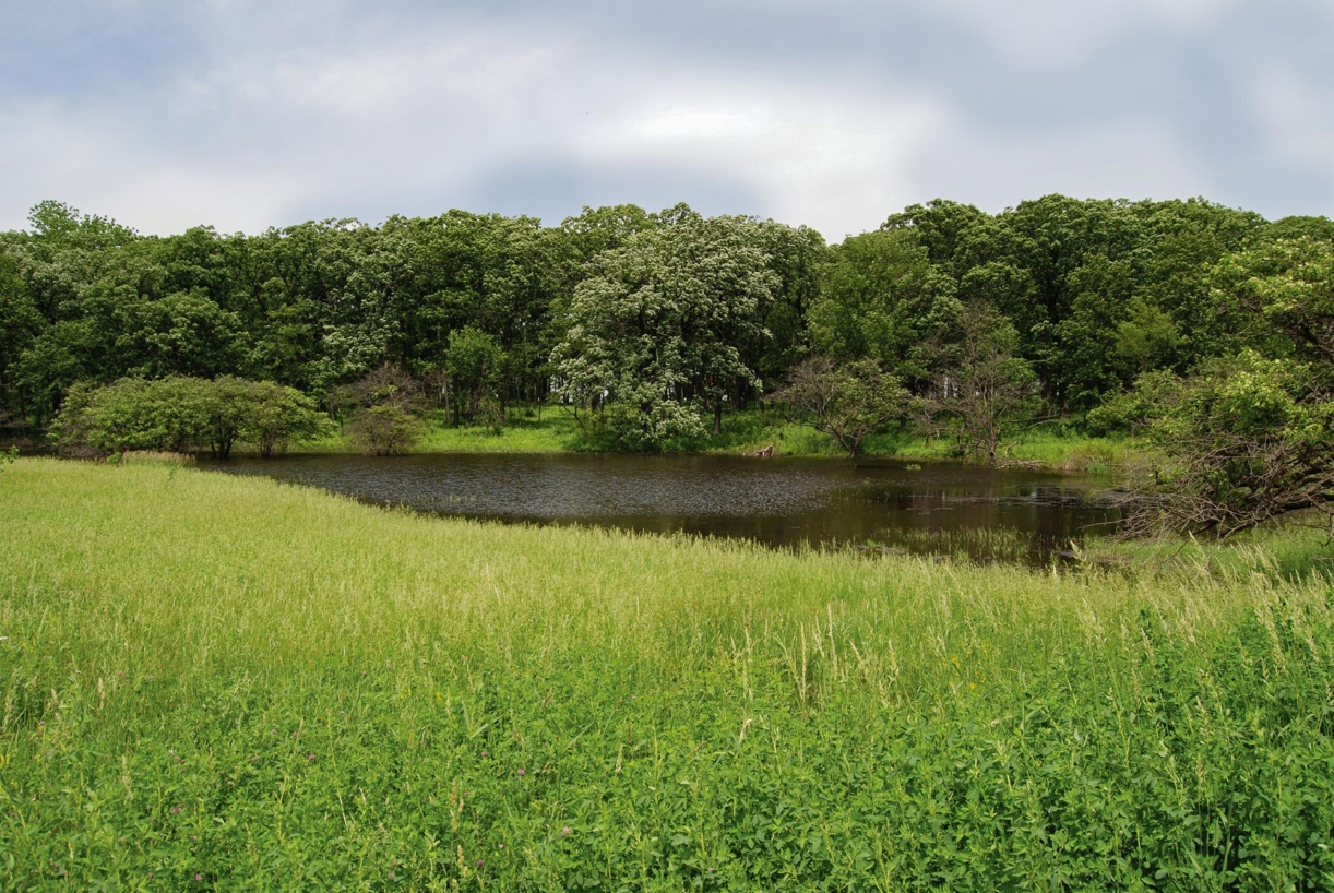 After drain tiles were removed natural waters appeared for habitats