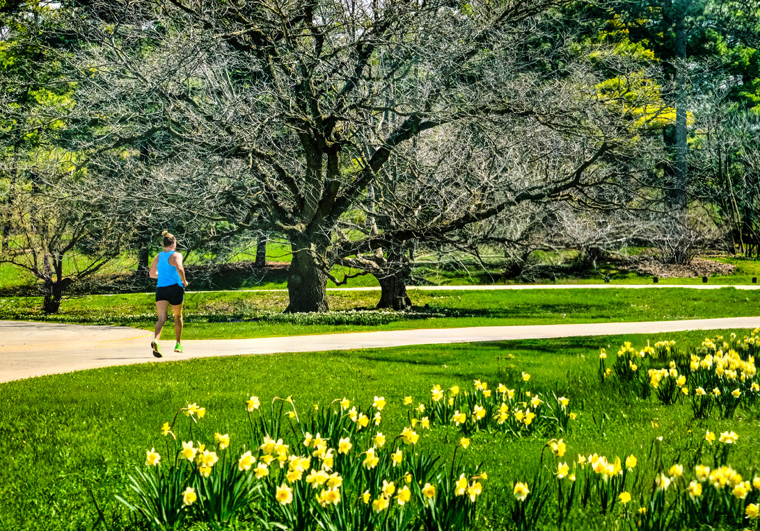 A guest enjoys a morning run among blooming daffodils