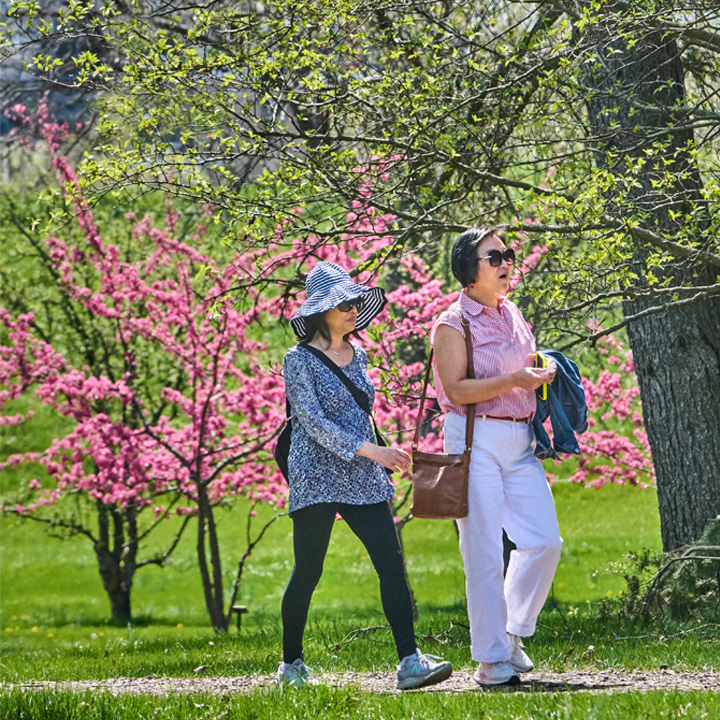 The Morton Arboretum