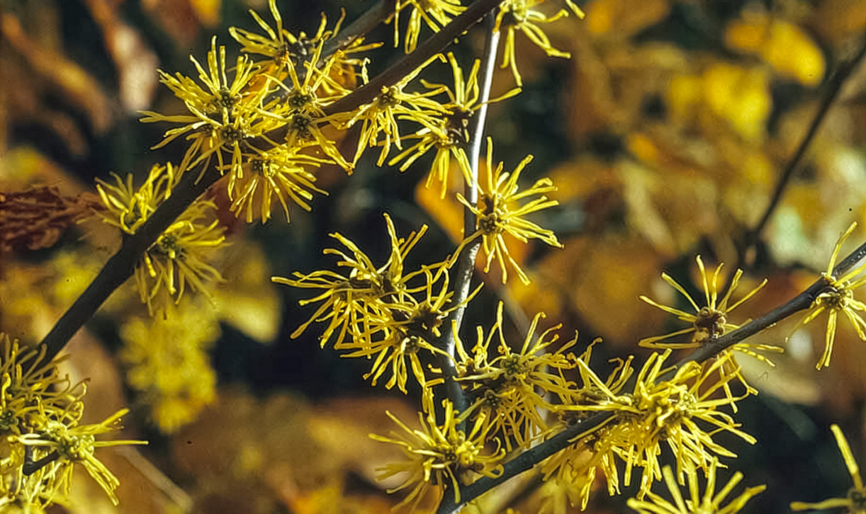 The Morton Arboretum