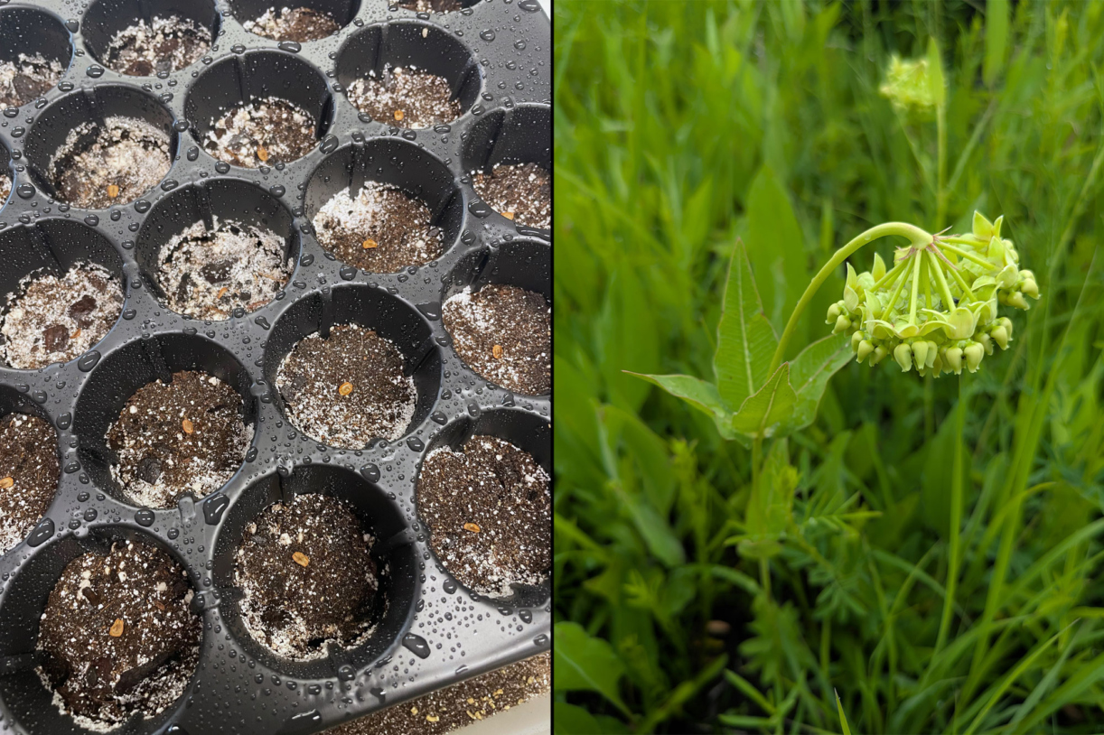 Milkweed seed and full grown plant