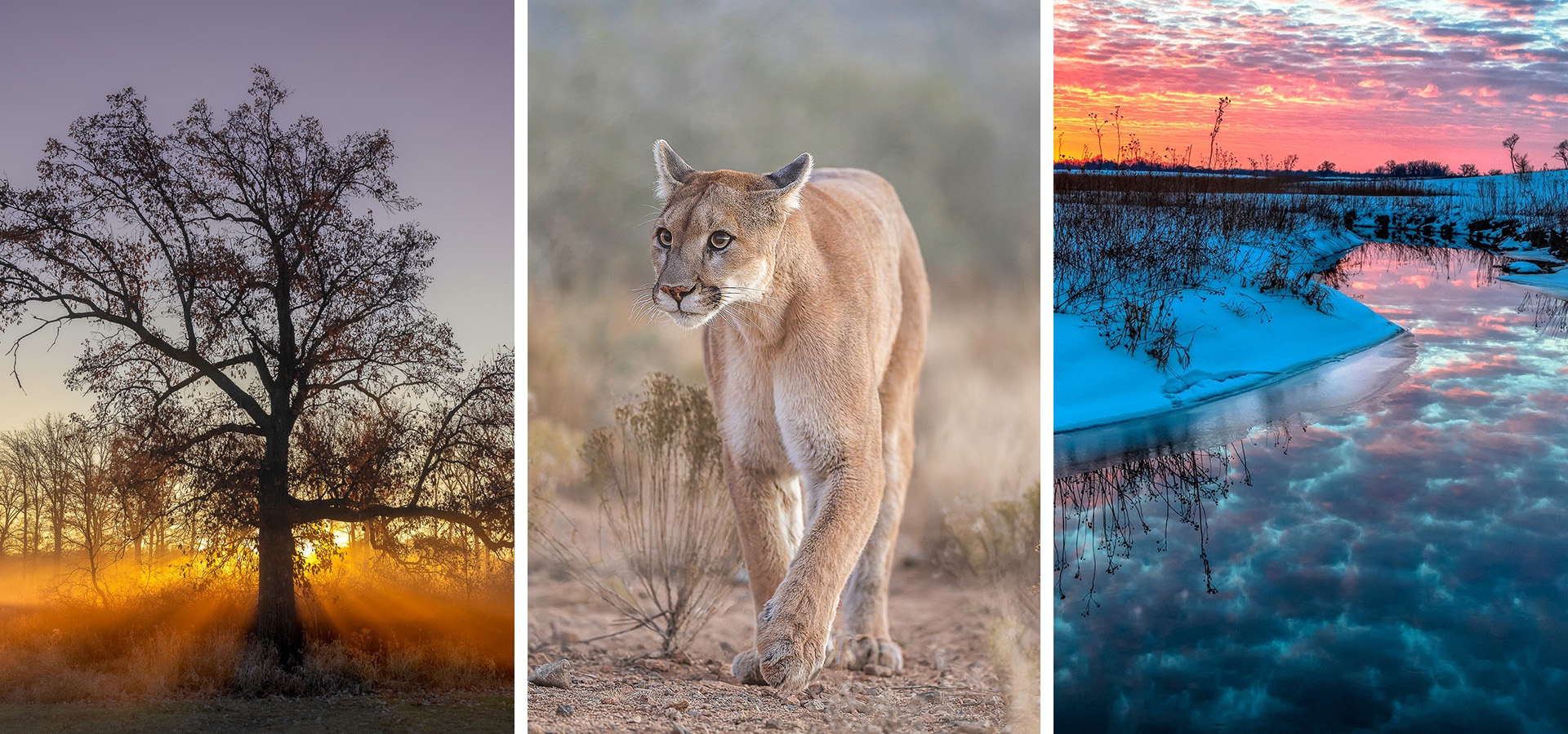 The Morton Arboretum