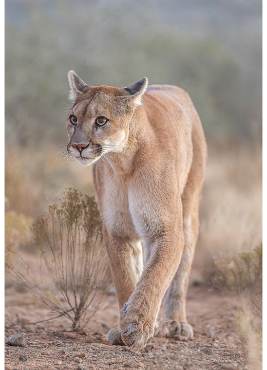 The Morton Arboretum