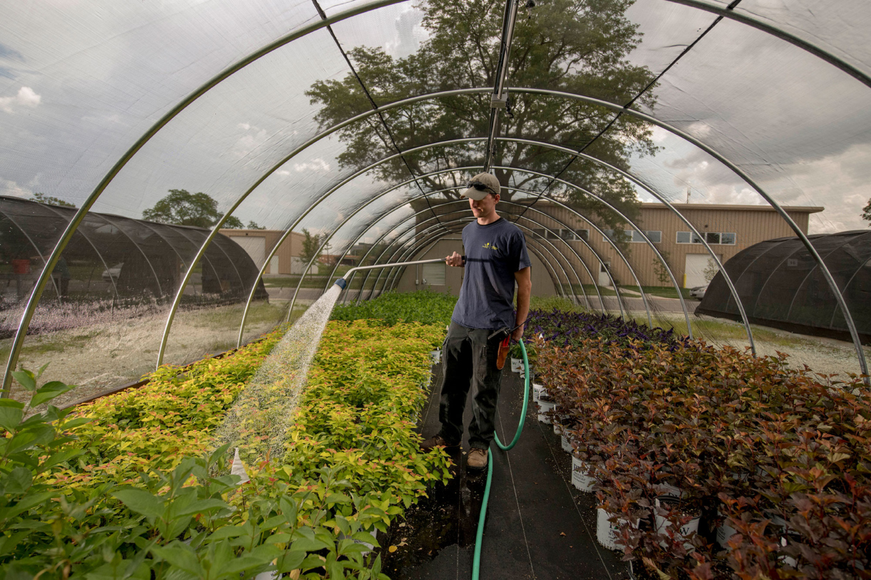 A grower waters plants in a quonset hut