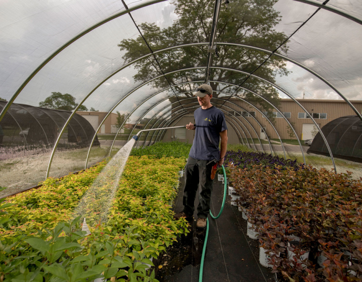 A grower waters plants in a quonset hut