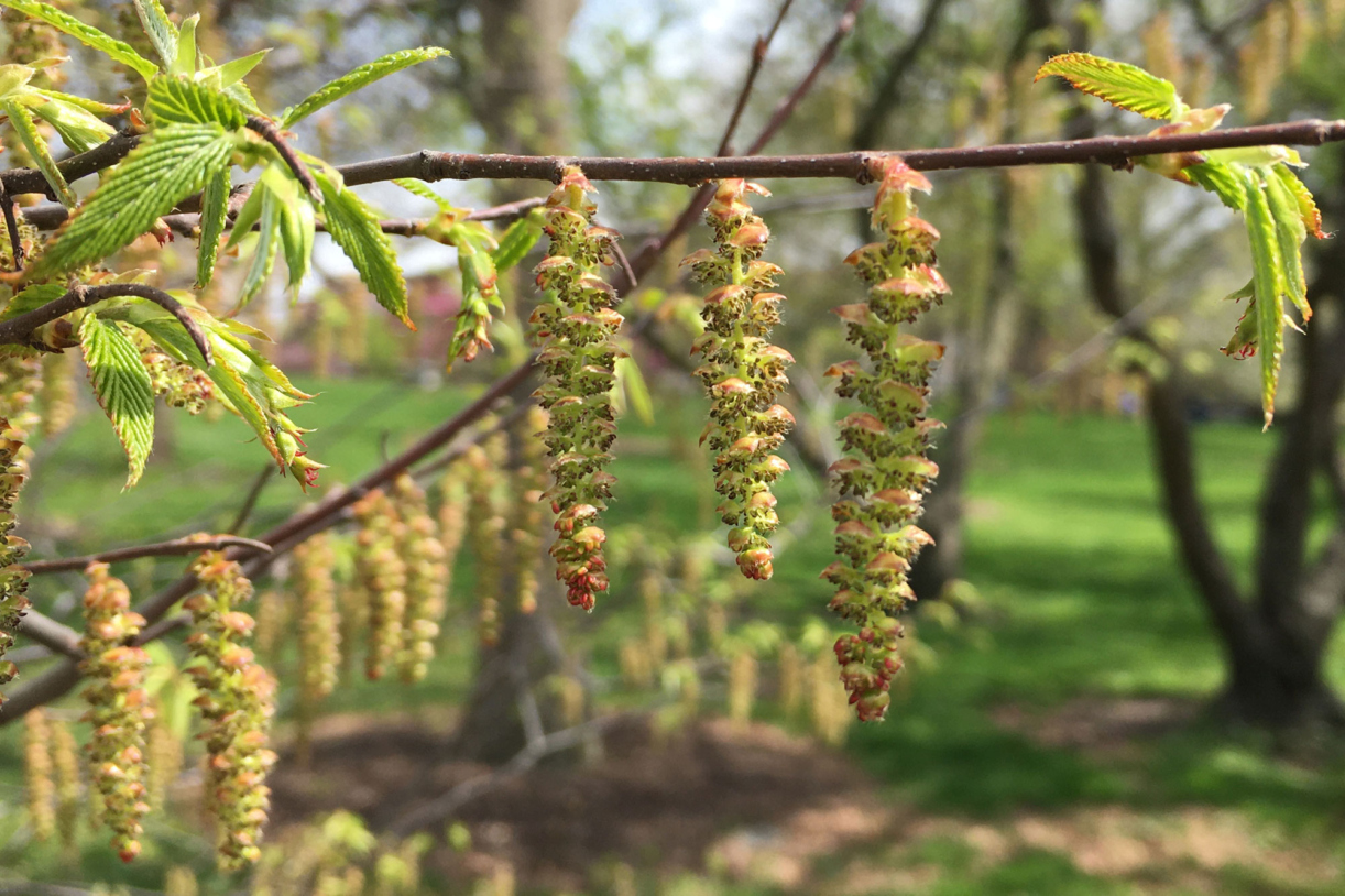 Photographs of maple catkins