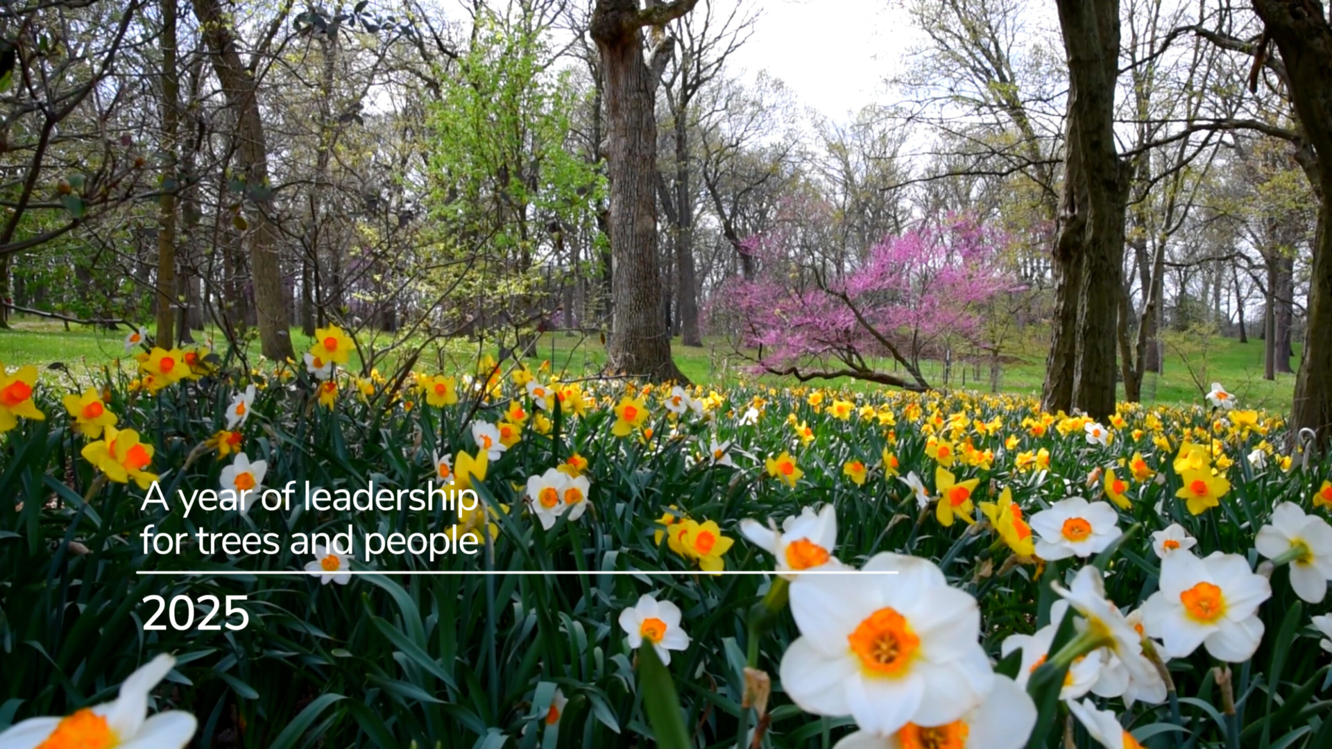 Title card for the 2025 Perennial Report showing spring woodlands with daffodil flowers blooming and the words 
