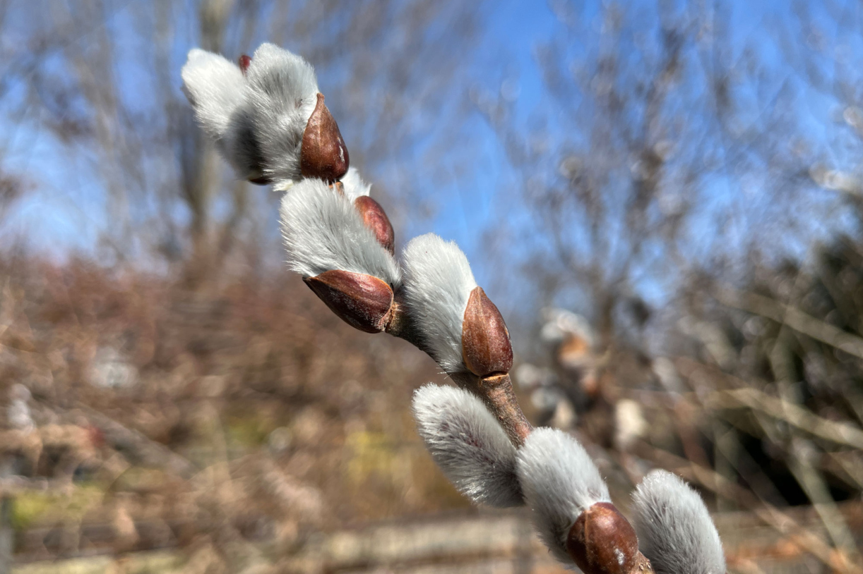 Photograph of pussy willow buds