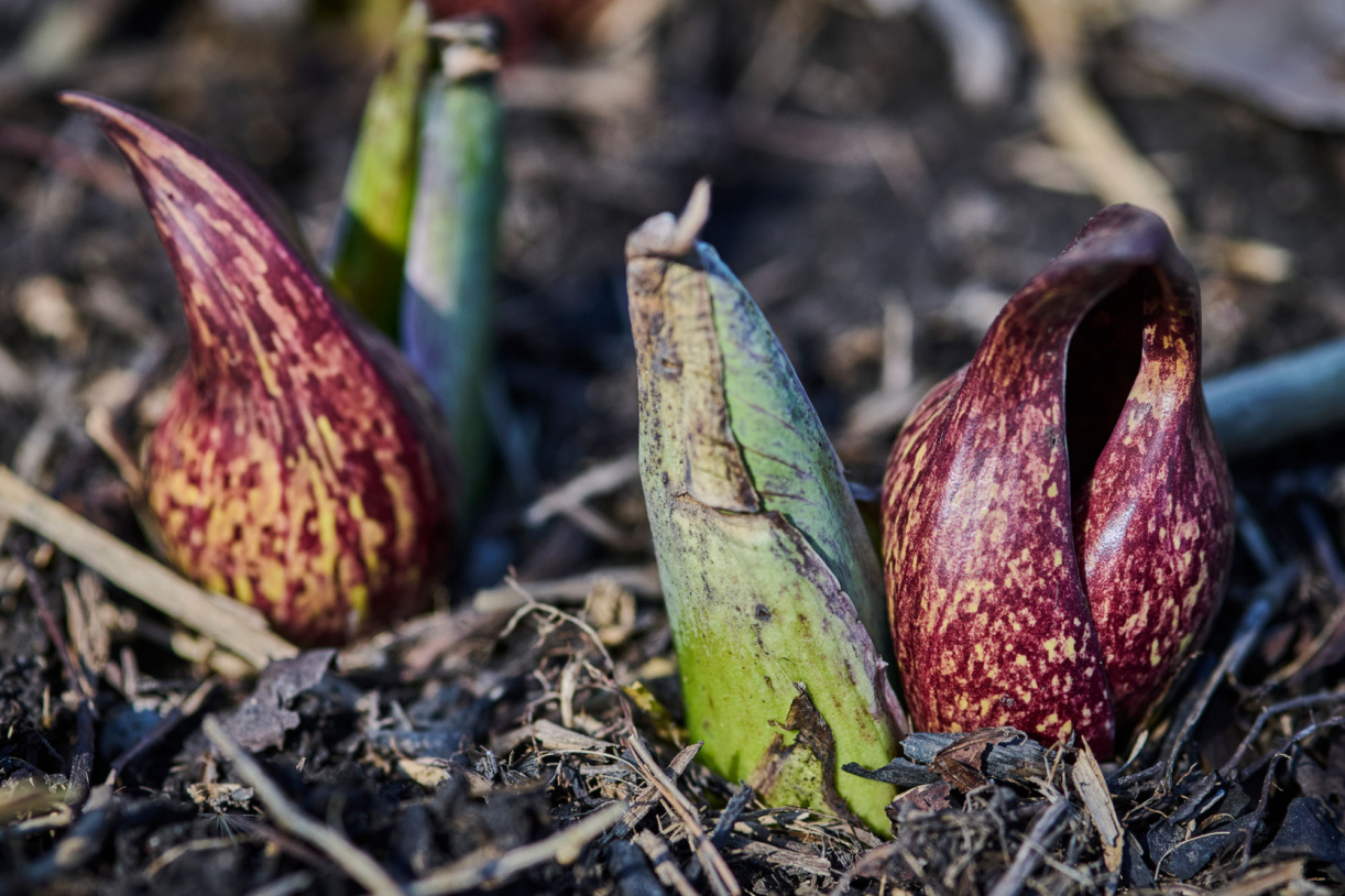 Photograph of skunk cabbage blooms