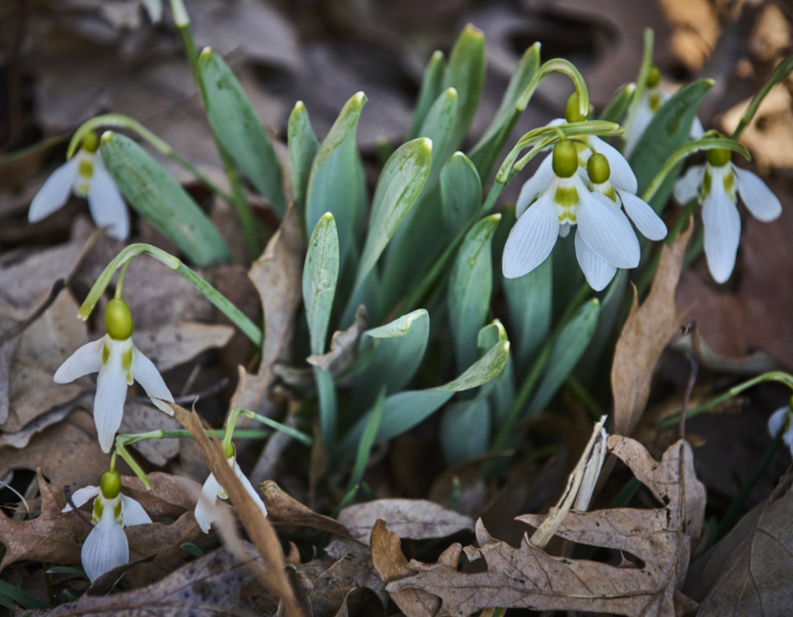 Photograph of snowdrop blooms