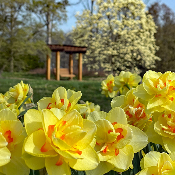 Vibrant yellows from daffodils and magnolia blooms