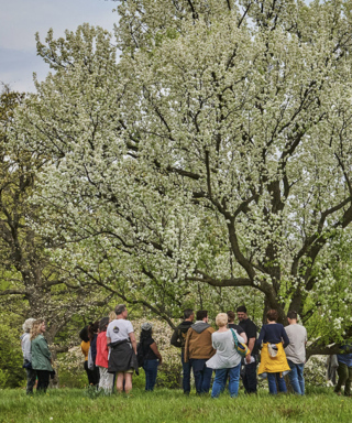 The Morton Arboretum
