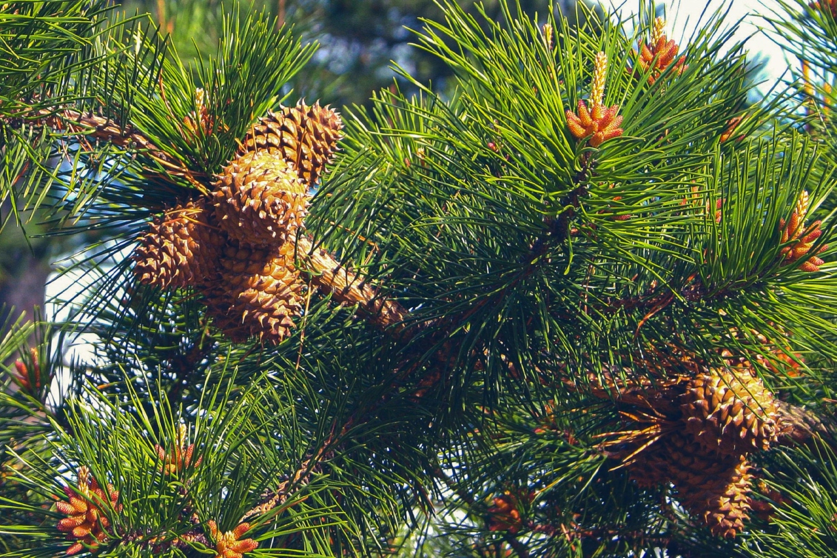 Photograph of the branches and cones of a table mountain pine