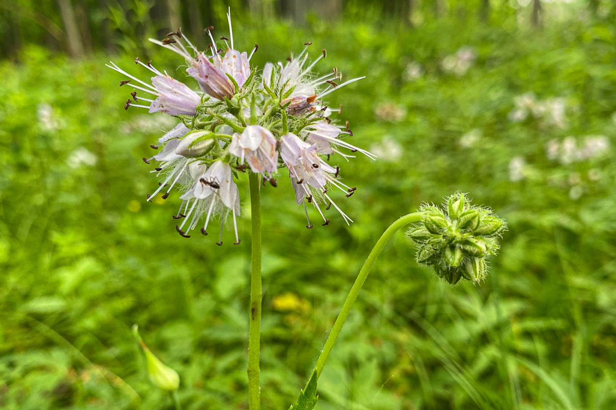 Photograph of Virginia waterleaf