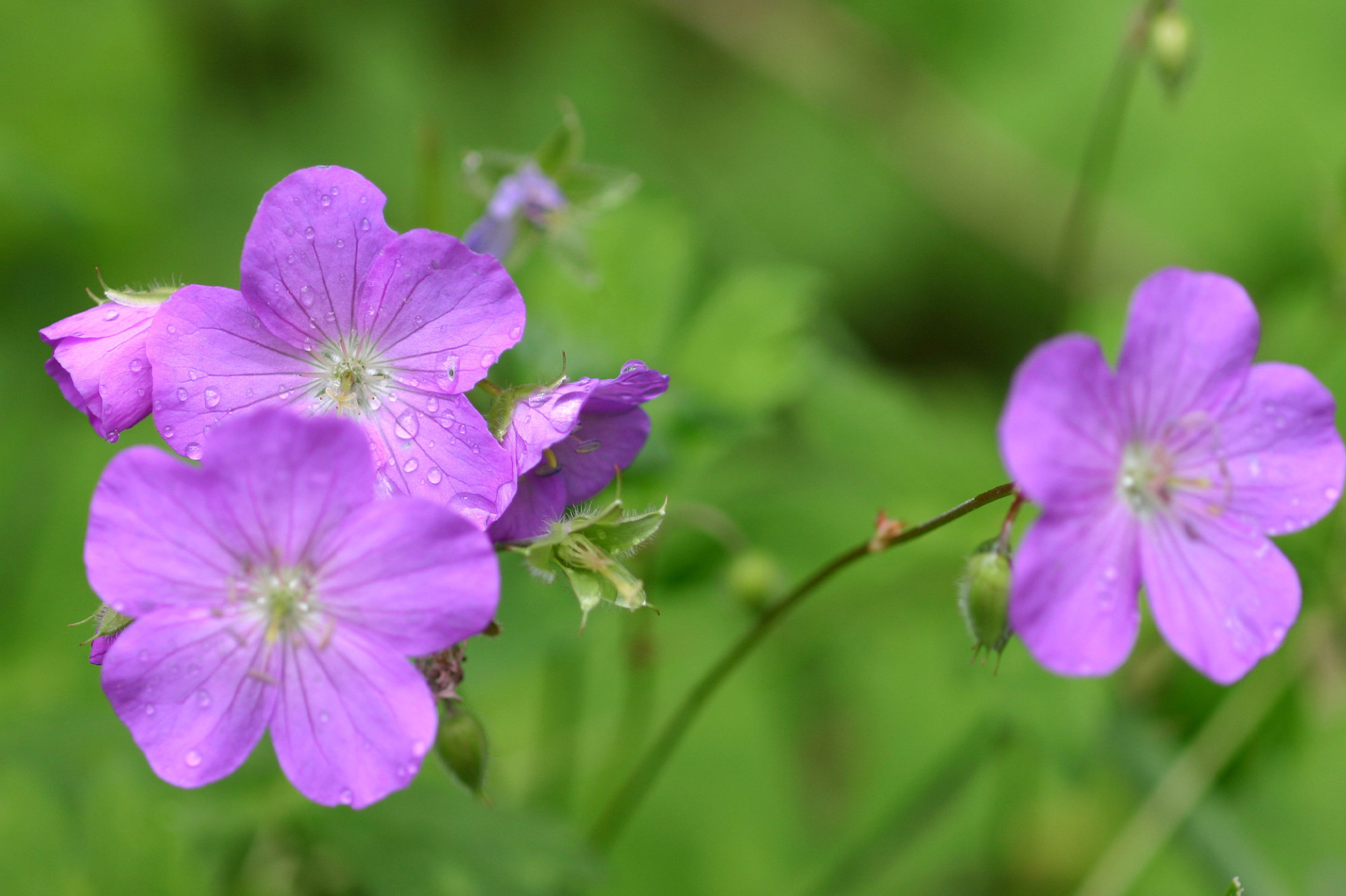 Photograph of wild geranium blooms