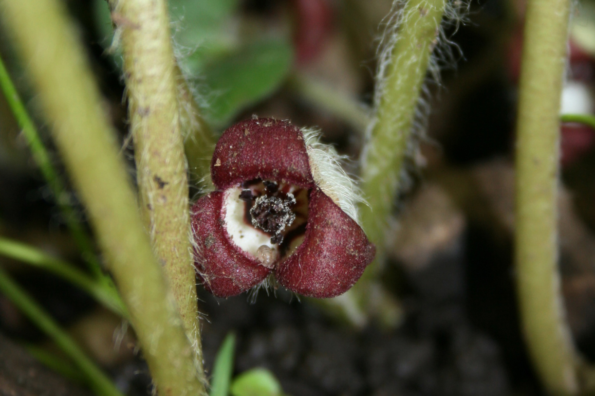 Photograph of wild ginger blooms