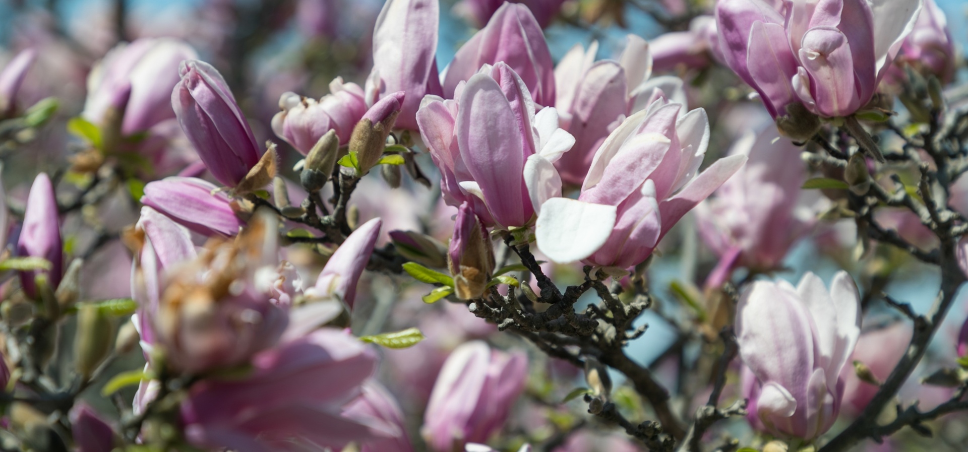 The Morton Arboretum