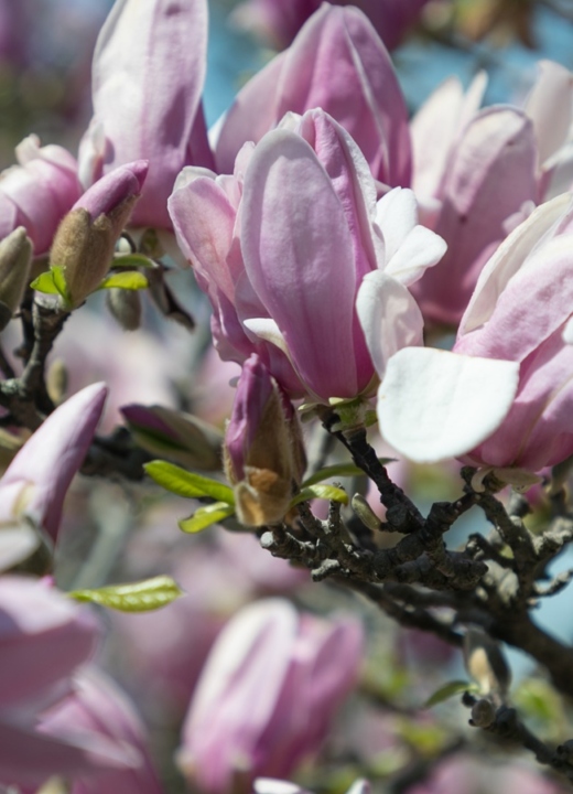 The Morton Arboretum