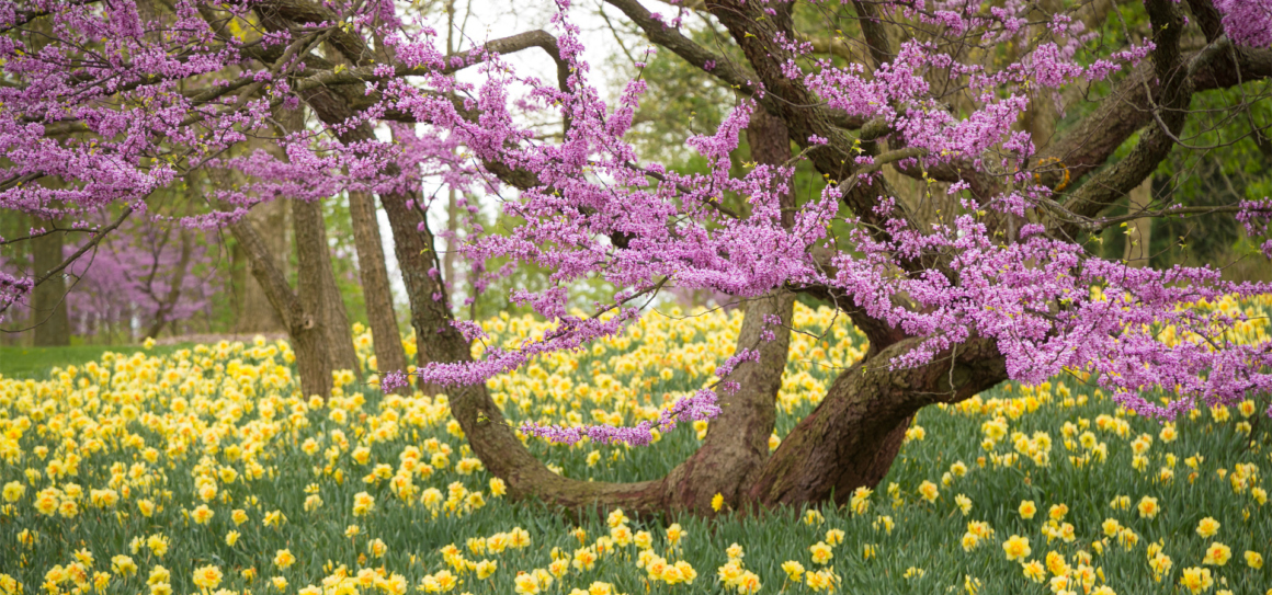 Vivid pink redbuds bloom among yellow daffodils