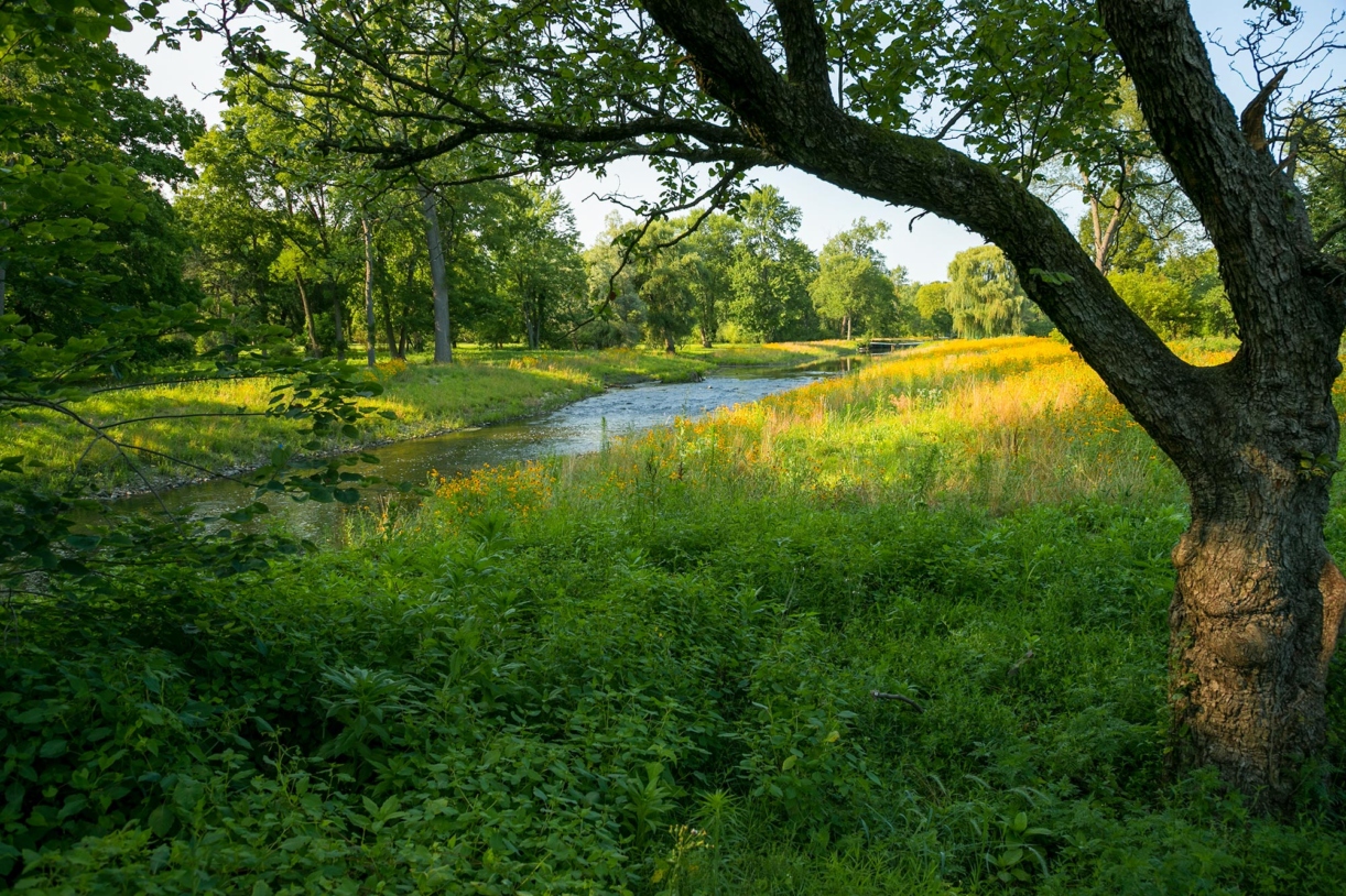 DuPage River in summer with flowers along the banks