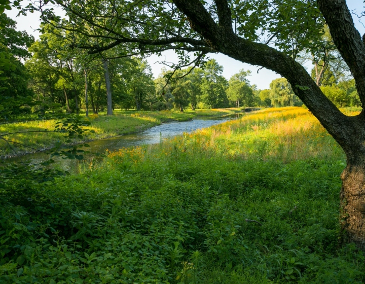 DuPage River in summer with flowers along the banks