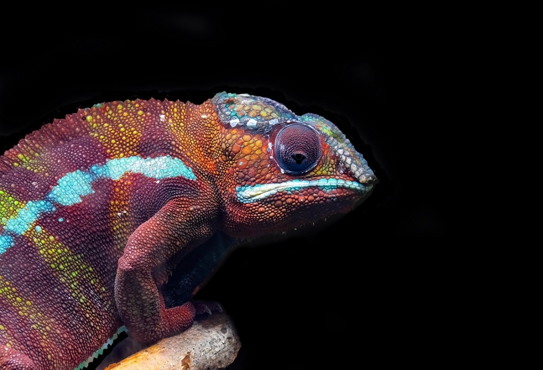 The Morton Arboretum