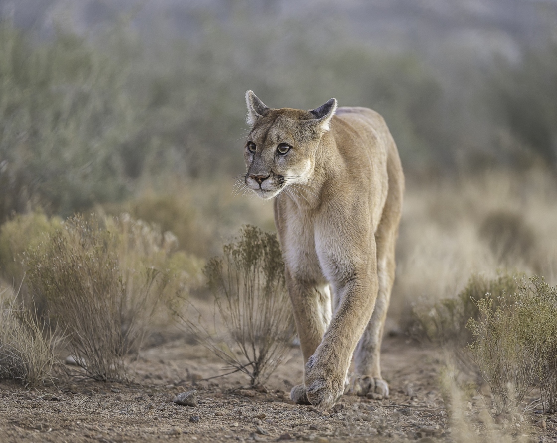 The Morton Arboretum