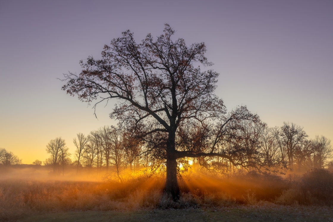 The Morton Arboretum