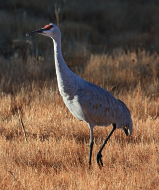 Sandhill crane walks through golden grass