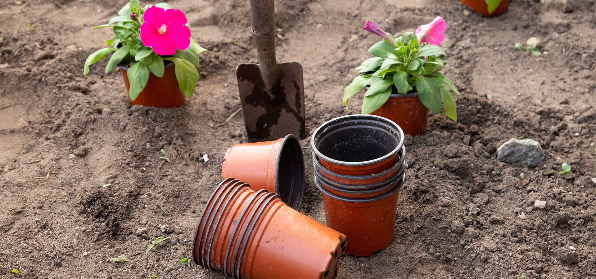 The Morton Arboretum