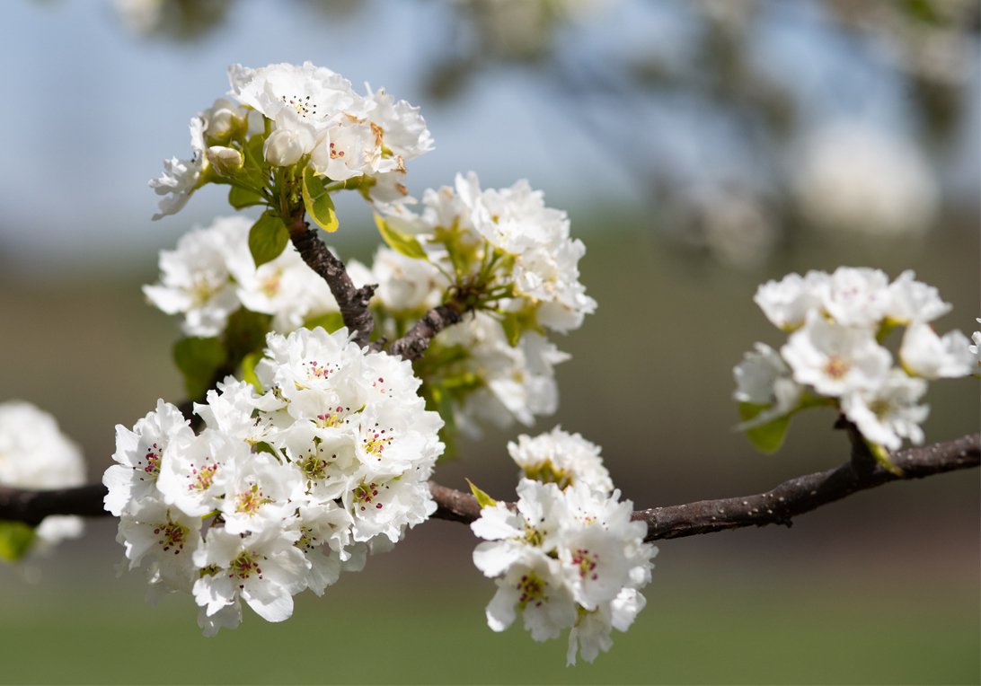 Photograph of Ussurian pear blossoms