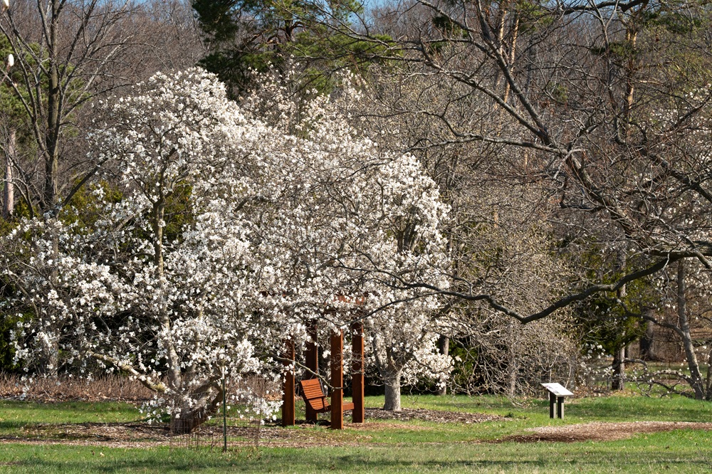 Photograph of magnolia trees in bloom
