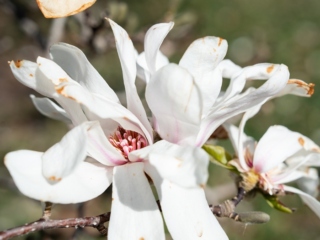 Photograph of a magnolia tree in bloom