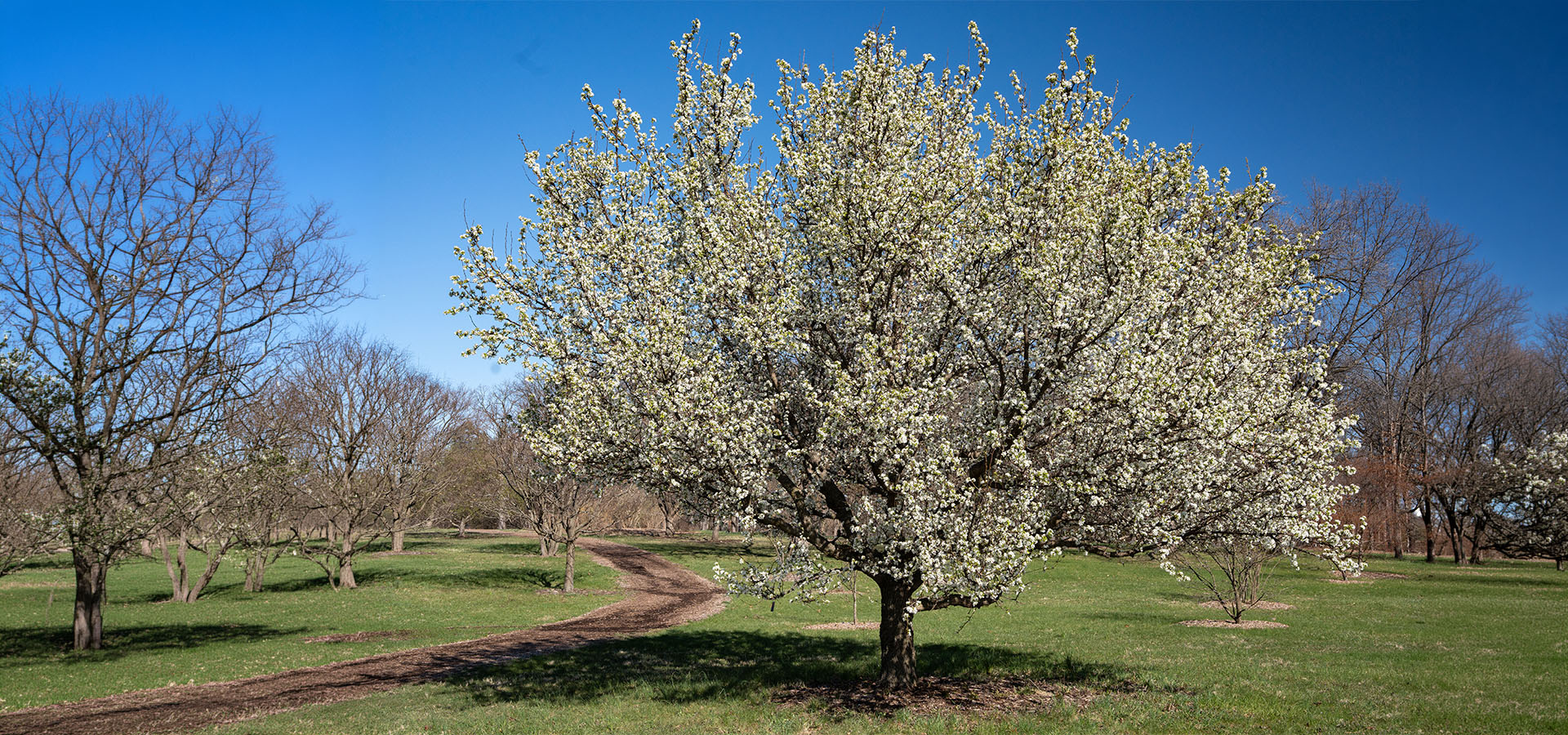 The Morton Arboretum