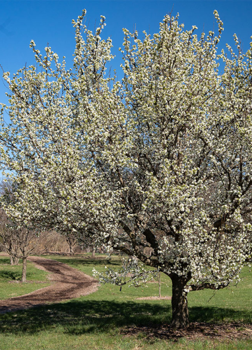 The Morton Arboretum
