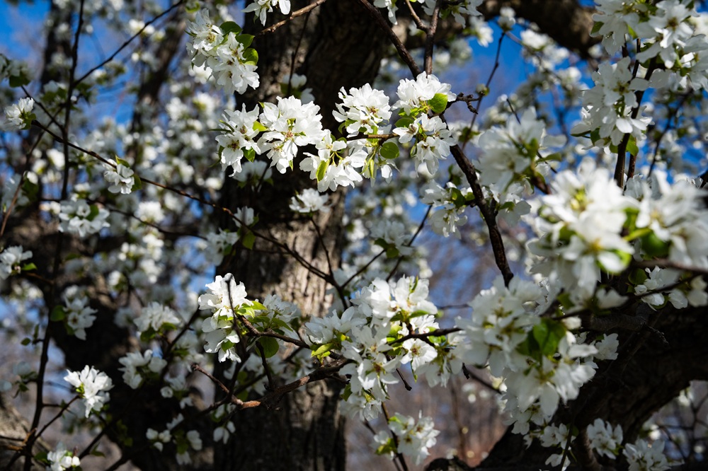 Photograph of an Ussurian pear tree in bloom