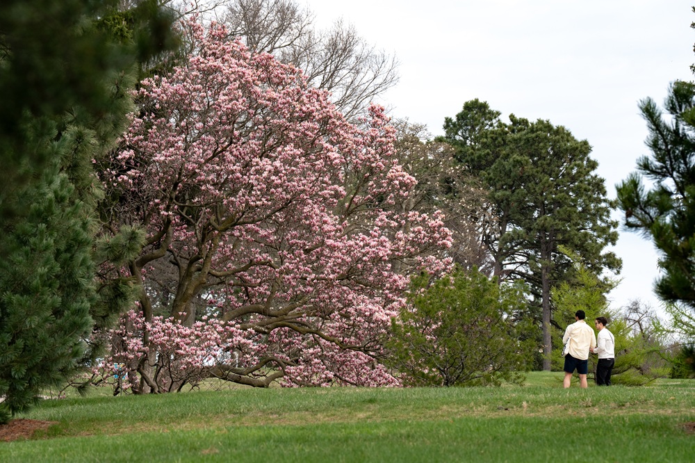 Photographs of magnolia trees in bloom at The Morton Arboretum