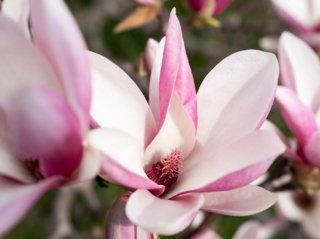 Up close photograph of magnolia blooms