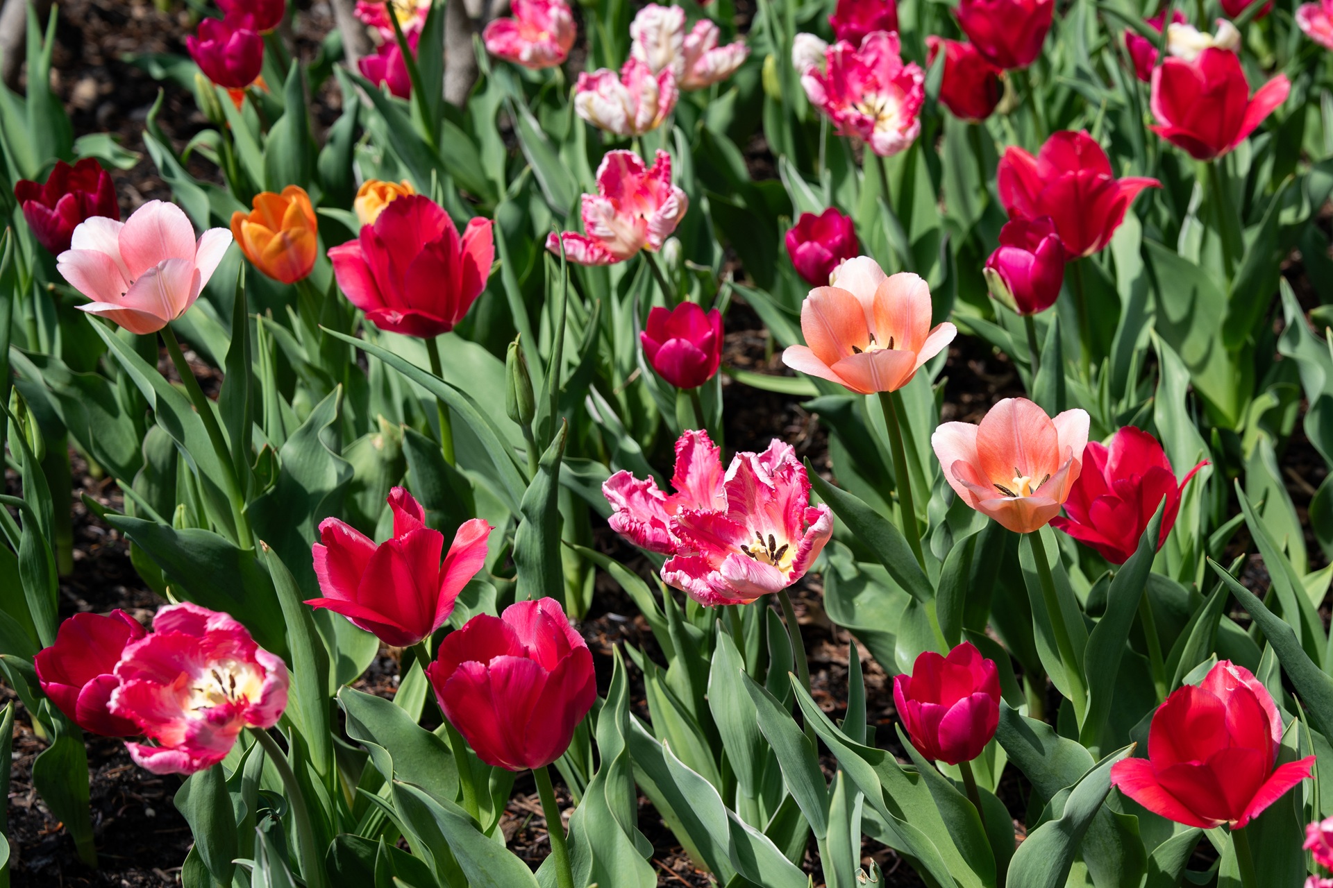 Photograph of tulip displays
