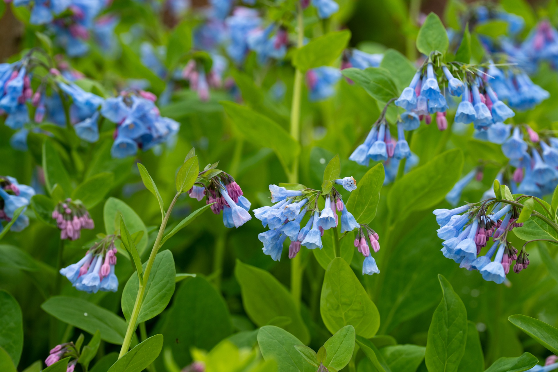 Photograph of blooms of Virginia bluebell