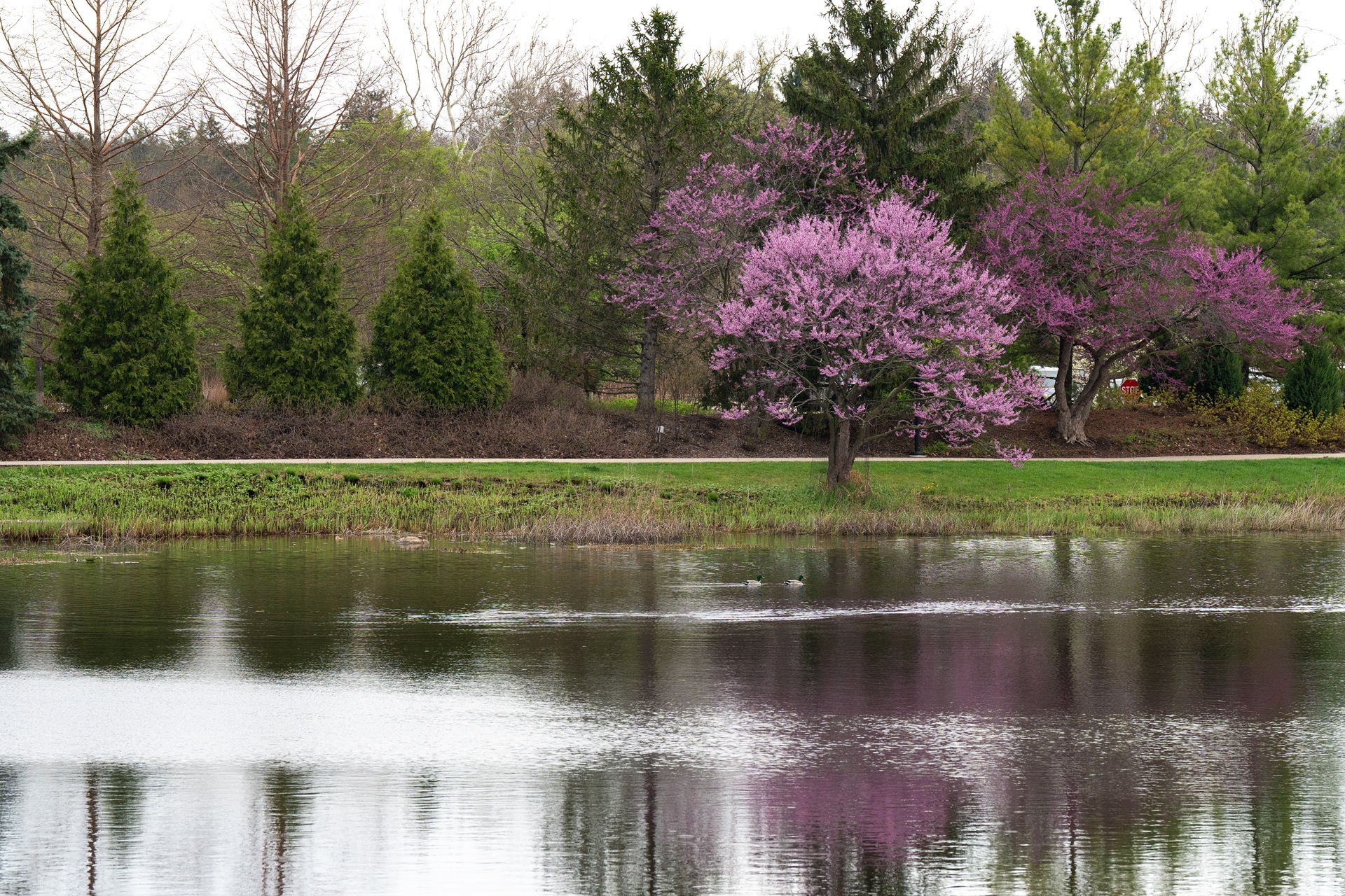 Photo of redbuds blooming at Meadow Lake at The Morton Arboretum