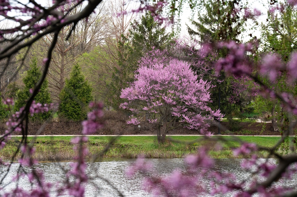 The Morton Arboretum